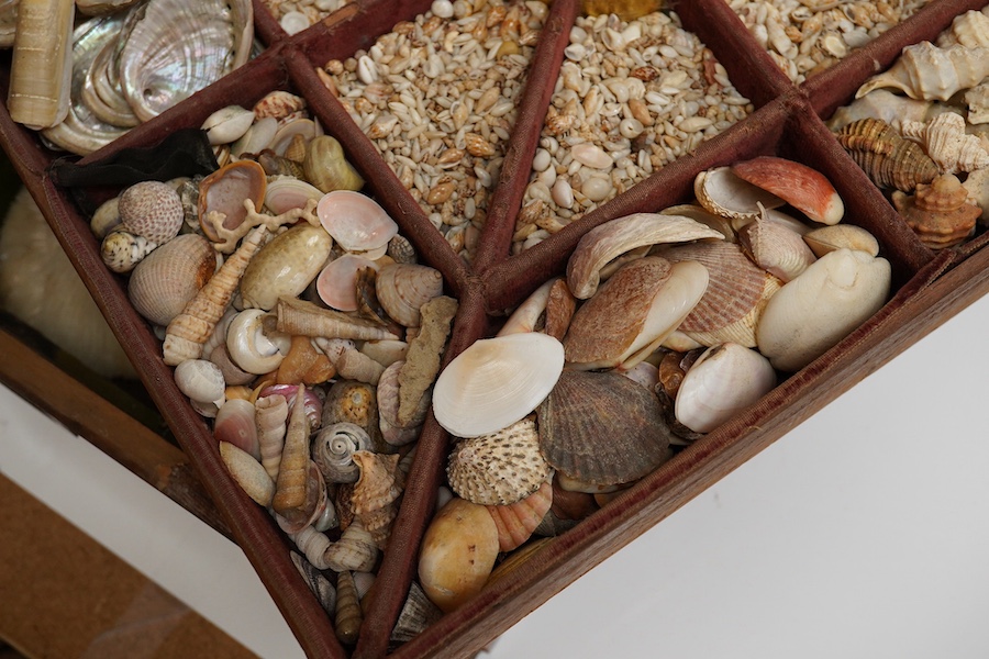 A rare 19th century mariner's box of shells, the mahogany box with cross banding and marquetry lid in the form of a compass, containing a collection of shells and mineral samples on two layers, with lift out tray, dimens